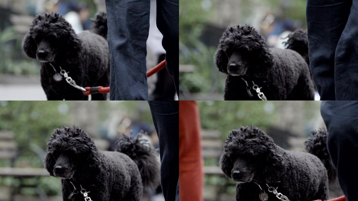 毛茸茸的可爱小狗黑色泰迪牵绳遛狗走路步行