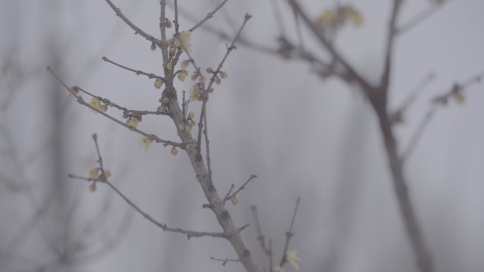 雪中腊梅 梅花