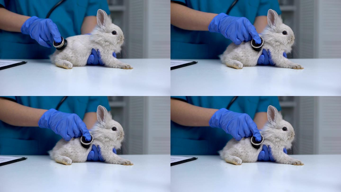 兽医用听诊器听兔子的胃，诊断消化系统疾病