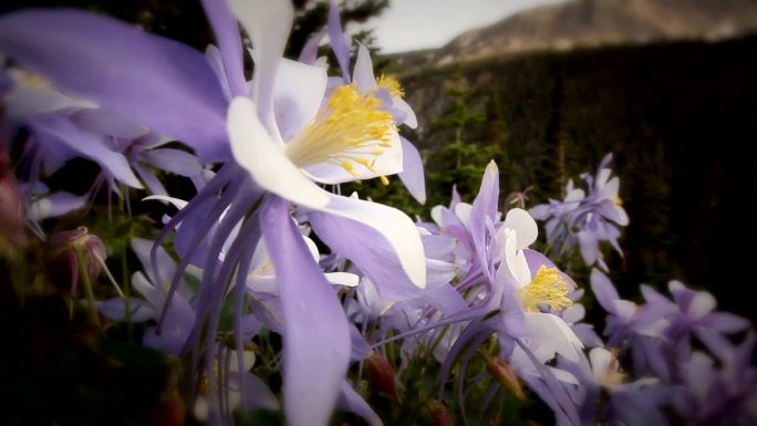 高山荒野野花特写花蕊