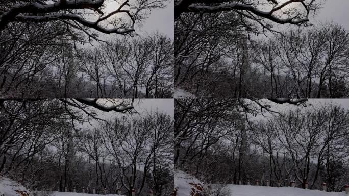 原创视频素材 雪景 挂在树上的雪 太阳