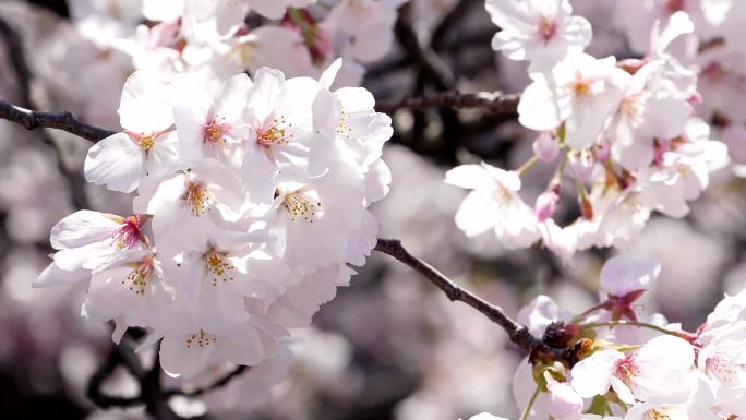 樱花实拍视频素材