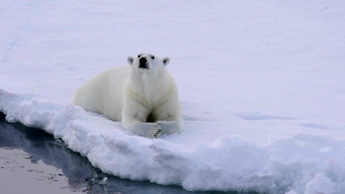 北极熊在冰上北极圈生态环境全球气候变暖