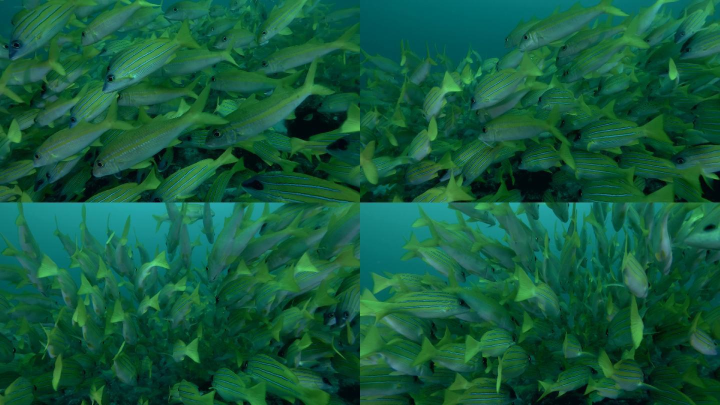 成群结队的双斑带鲷鱼在珊瑚礁上游泳
