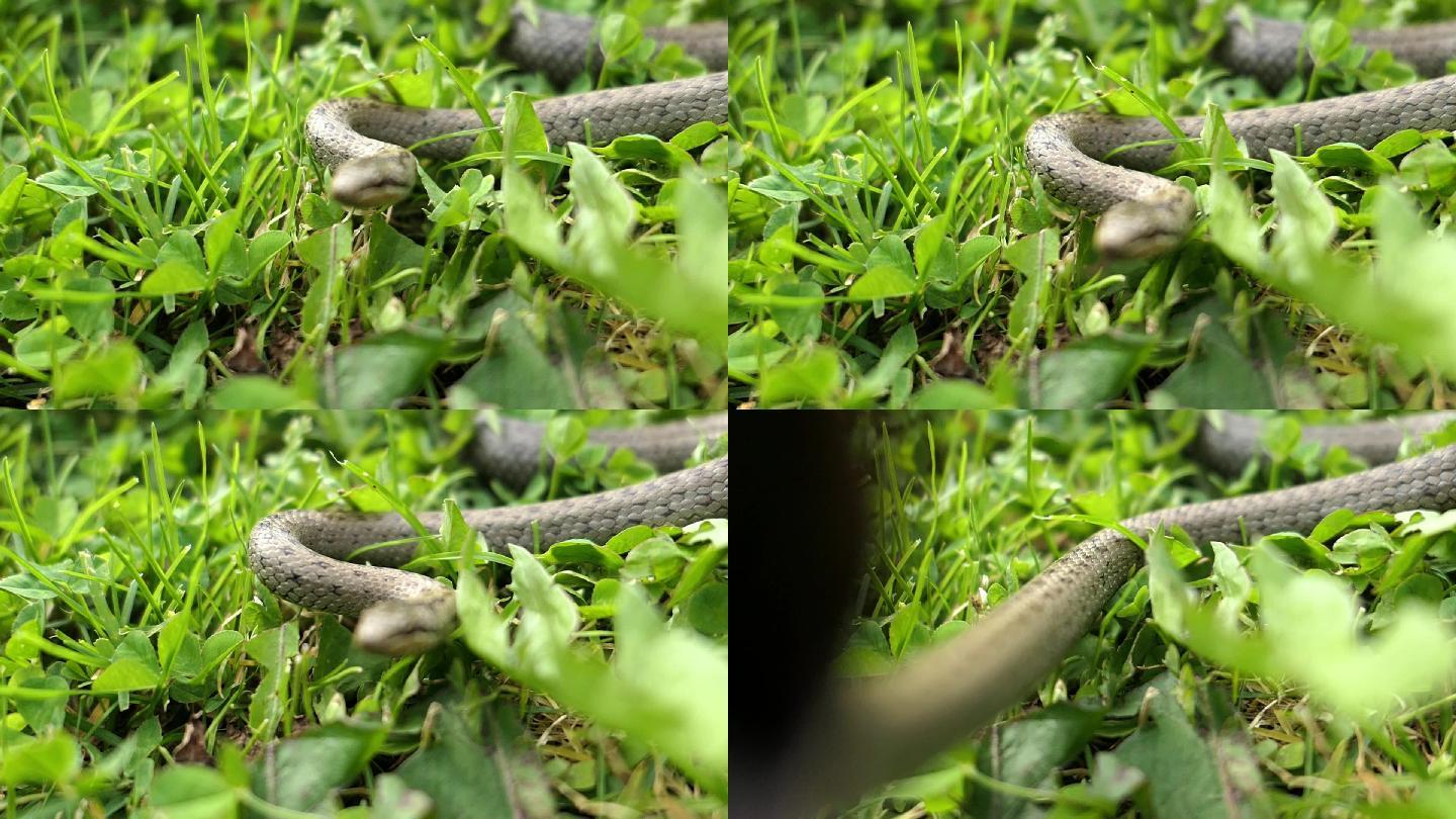 野外缅甸蟒孵蛋的一天 - 蟒蛇科普