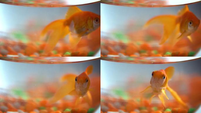 金鱼在鱼缸里游泳