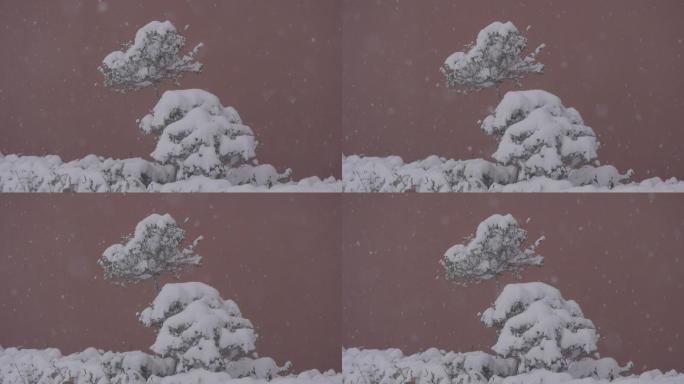 雪地红墙绿树