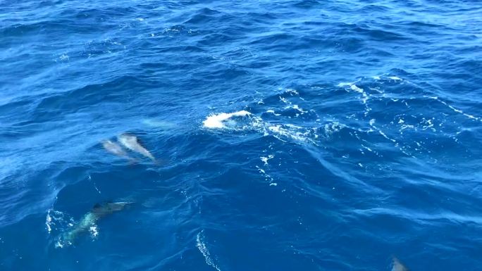海豚蓝海海豚跟船海豚嬉戏