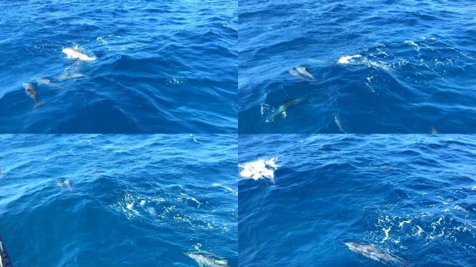 海豚蓝海海豚跟船海豚嬉戏