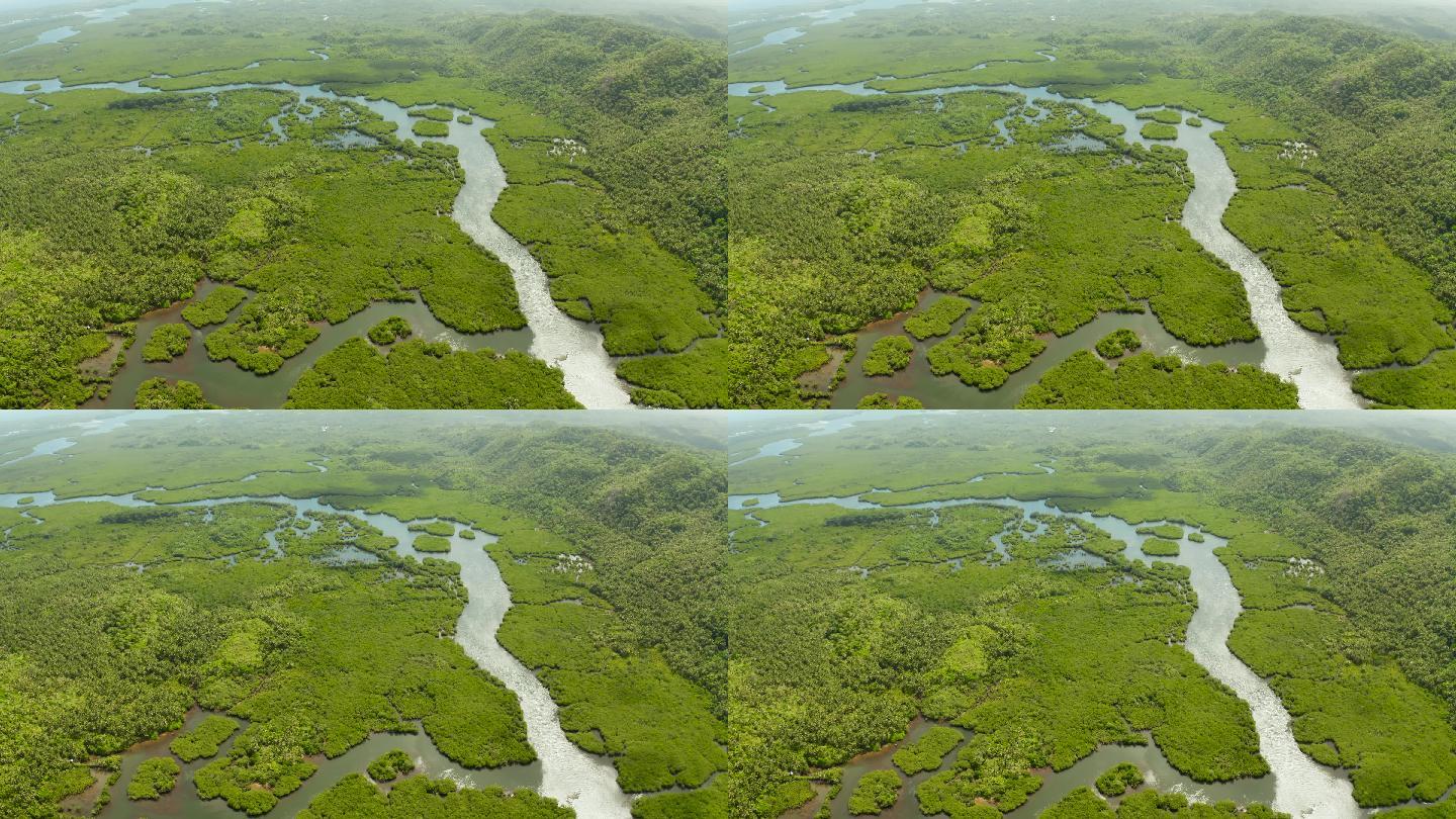 红树林和河流鸟瞰图