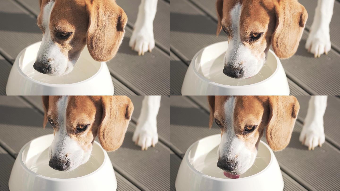 小猎犬从户外的碗里喝水