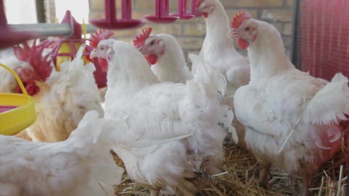 养鸡场白羽鸡一群鸡规模化养殖