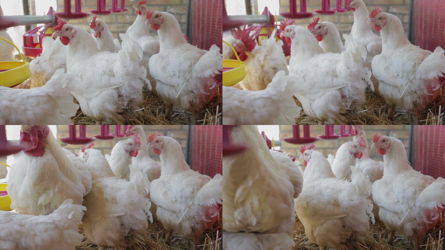 养鸡场白羽鸡一群鸡规模化养殖