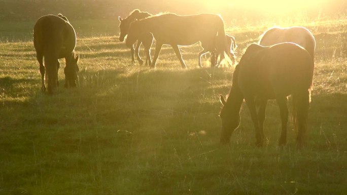 一群马在晨光下在牧场上吃草