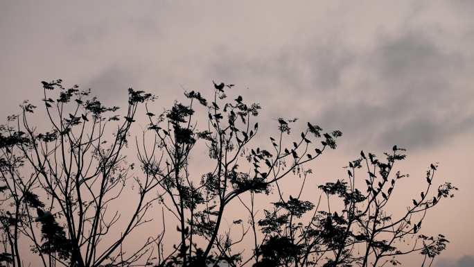 树上小鸟-慢镜头
