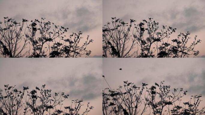树上小鸟-慢镜头