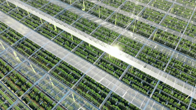 一个现代化的温室温室温棚蔬菜花卉钢架连栋