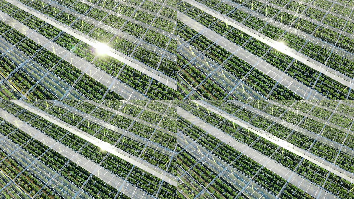 一个现代化的温室温室温棚蔬菜花卉钢架连栋