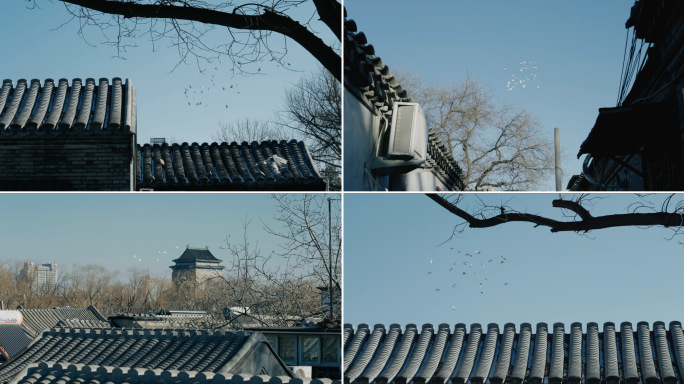 老北京鸽子 鸽子 胡同文化