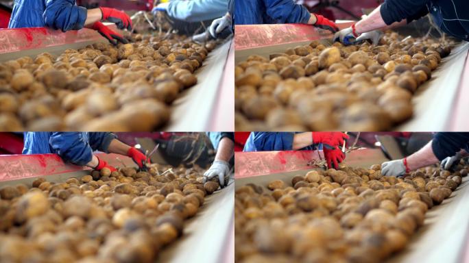 工厂里的马铃薯分拣过程。