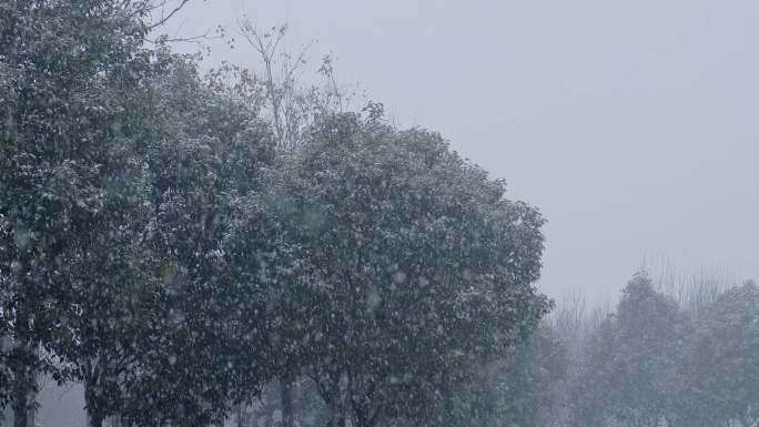 下雪 雪景 雪花 西安 4k60p