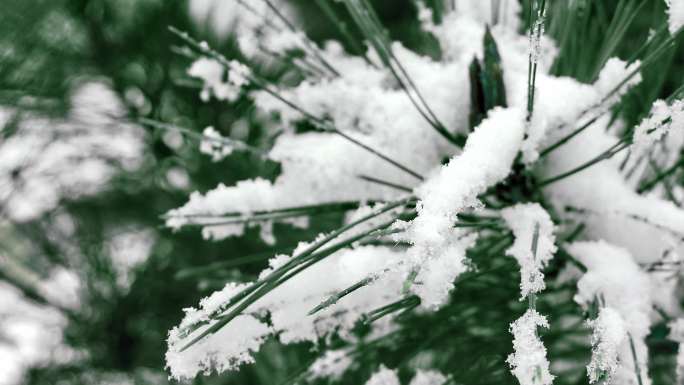 4K原创 雪天即景松针松树