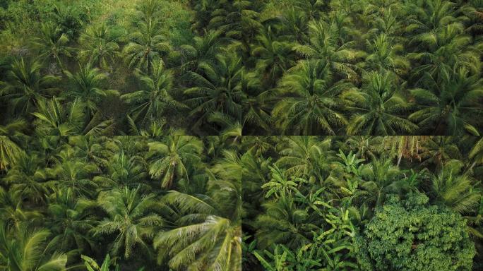 俯瞰椰子树种植园椰树林热带植物俯拍