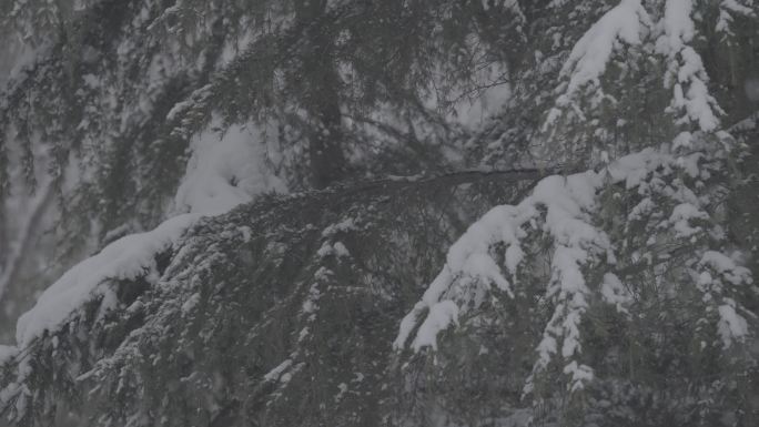 冬日松树雪景