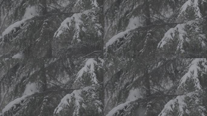 冬日松树雪景