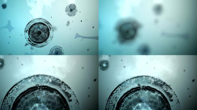 蓝色液体中运动的圆形细胞的特写镜头。