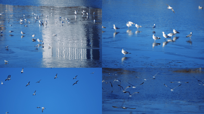 [4K原创】城市海鸟飞翔 冰面上的海鸟