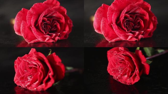 露珠红玫瑰与女人如花