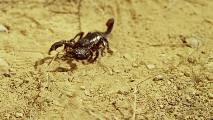 蝎子在地上爬行毒蝎子爬行