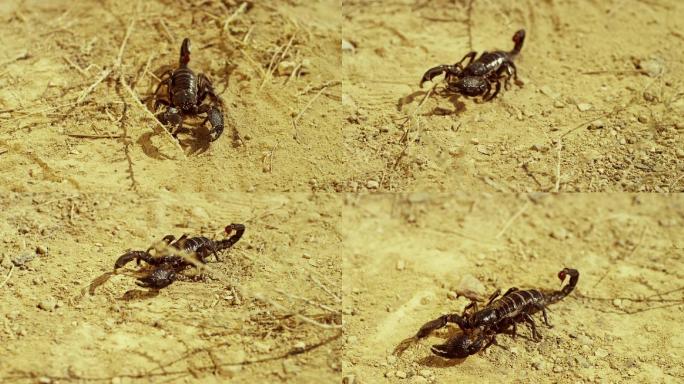蝎子在地上爬行毒蝎子爬行