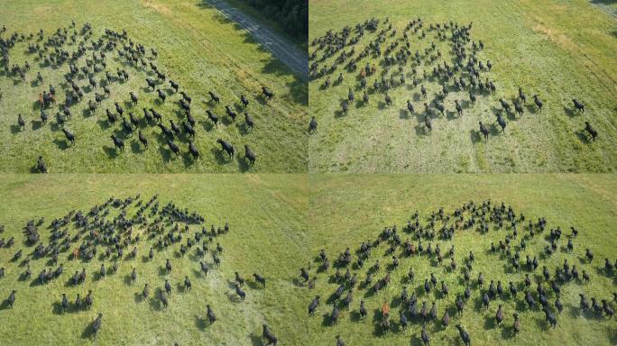 一群公牛跑过田野大草原国外牛群外国美国