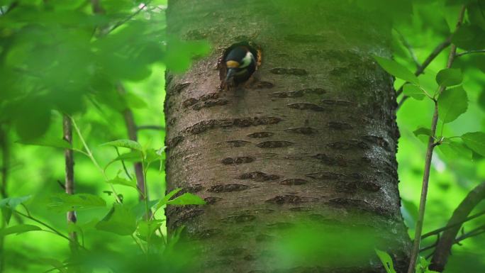 斑点啄木鸟坐在鸟巢前喂养孩子