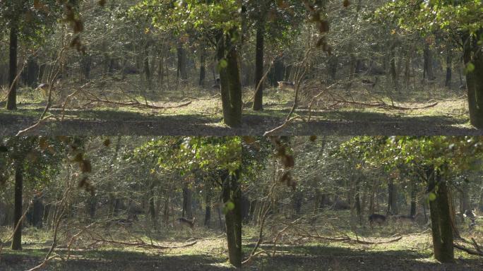 一群鹿在树林里逃跑