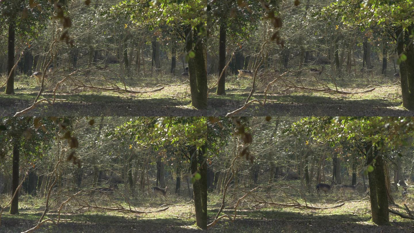 一群鹿在树林里逃跑