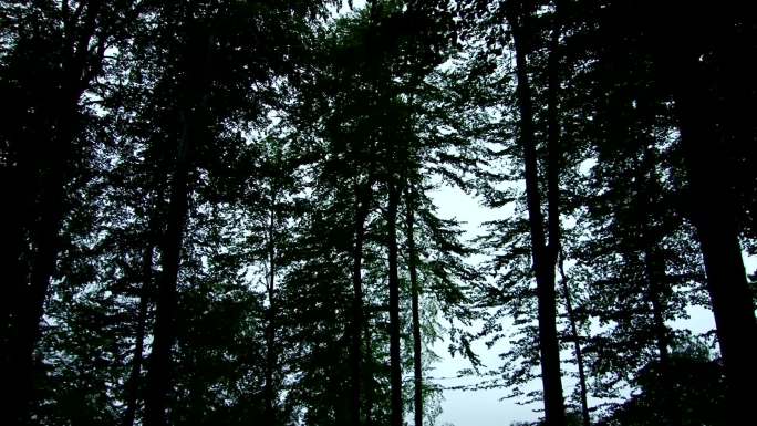 黄昏后的森林树林日落红杉树