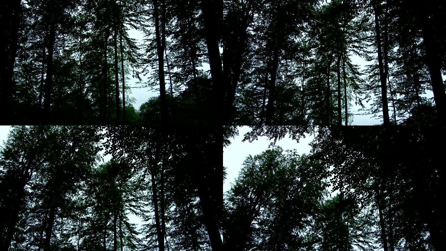 黄昏后的森林树林日落红杉树