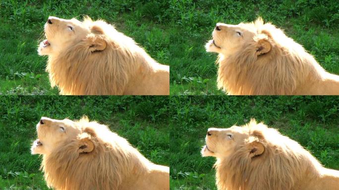 白狮咆哮动物园狮子吼叫草地青草