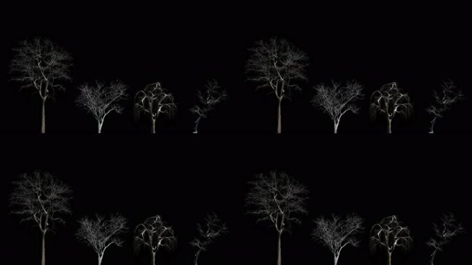植物-高清4k动态树库-下雪的枯树