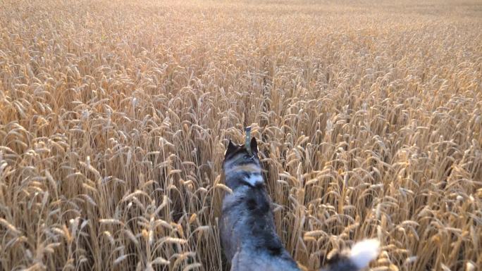 西伯利亚哈士奇犬在麦田里奔跑