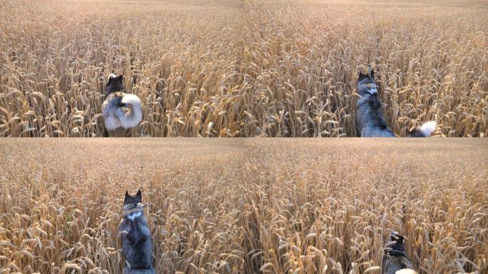 西伯利亚哈士奇犬在麦田里奔跑