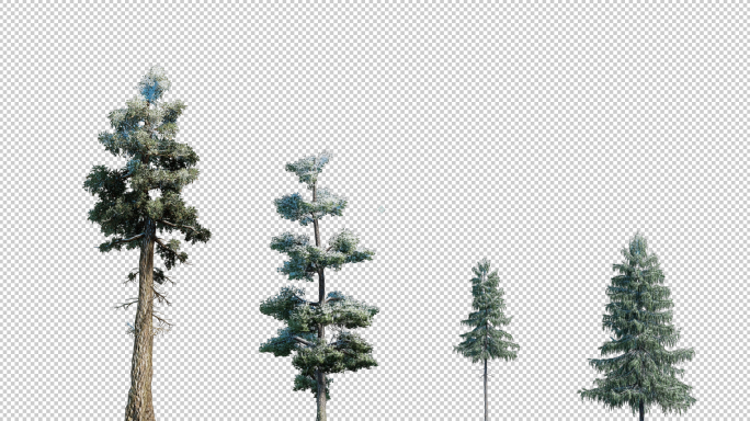 植物-高清4k动态树库-下雪树