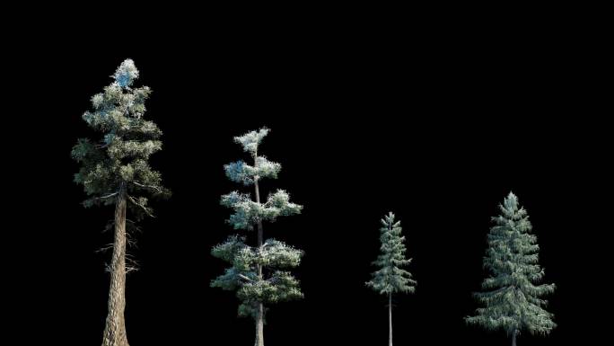 植物-高清4k动态树库-下雪树