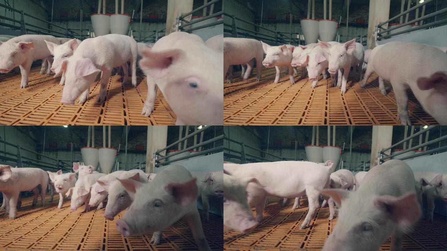 农场院子里的小猪猪仔种猪宠物饲养殖业