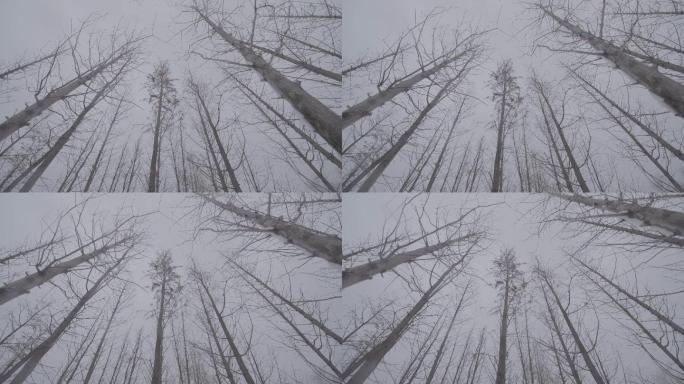 平移仰拍雪中的大树