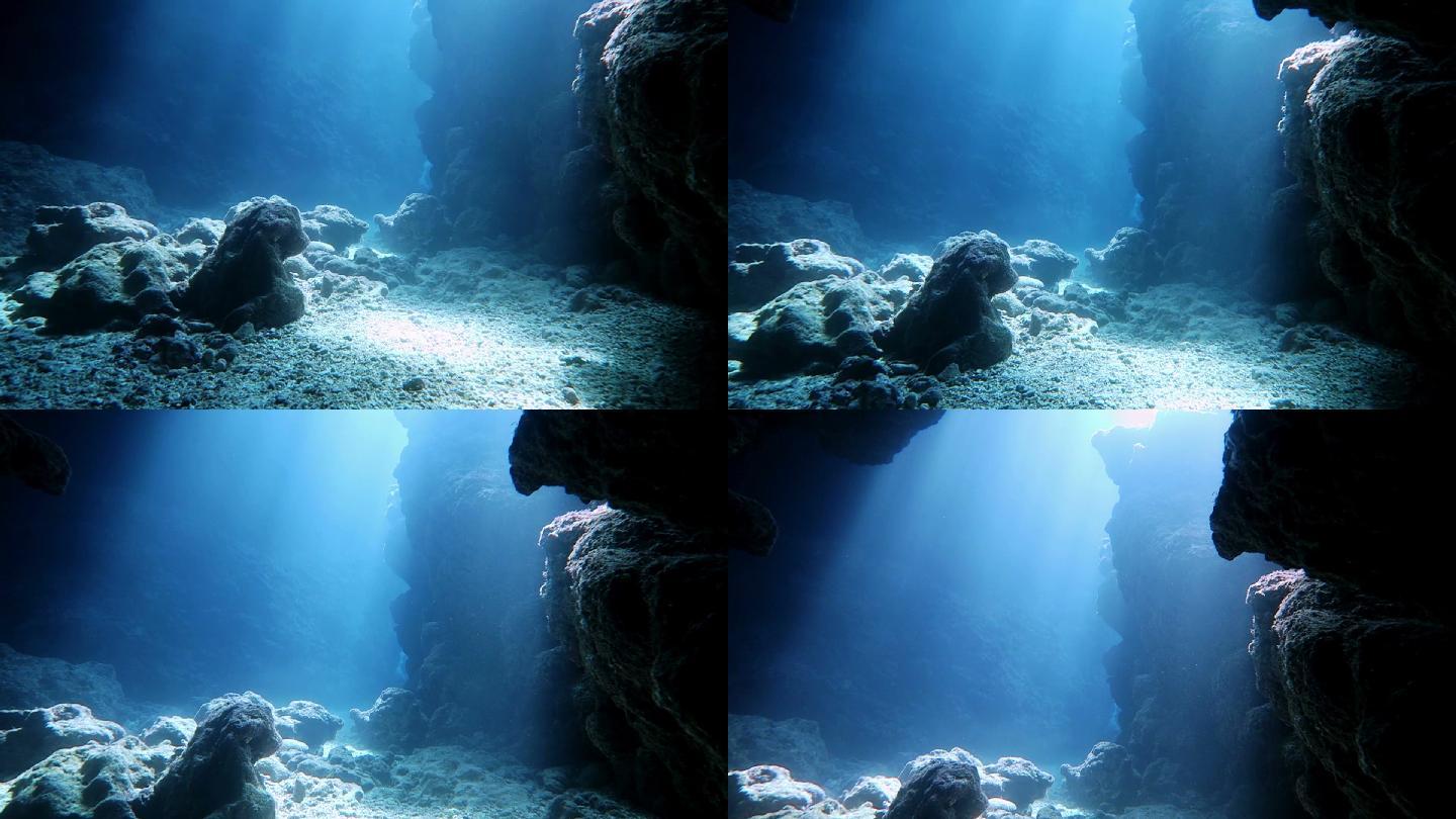 海底世界海草海藻深海鱼类视频素材