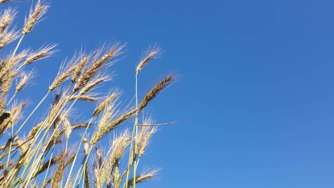 被风吹的小麦作物种植